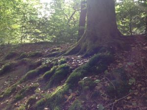 Uitvaartzorg Troostrijk, wandeling na verlies